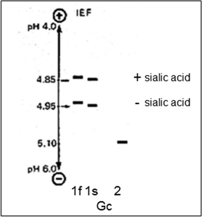 図1：Gc globulin の等電点