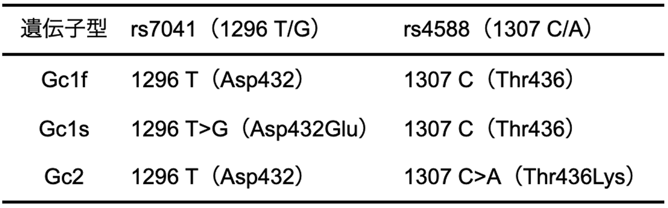 表1：Gc typeにおける遺伝子多型